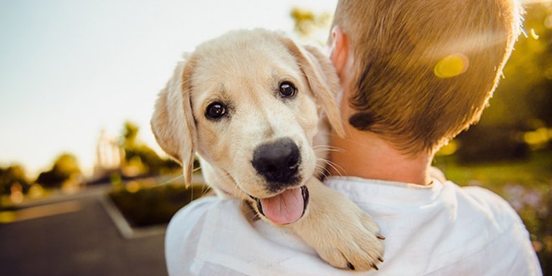 NAJBOLJI ČOVJEKOV PRIJATELJ Psi ljubav iskazuju jednom posebnom gestom