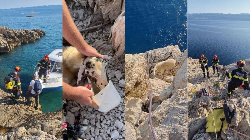 TOPLA PRIČA S KRKA Vatrogasci spasili ovcu koja se zaglavila na litici, uginula bi od žeđi