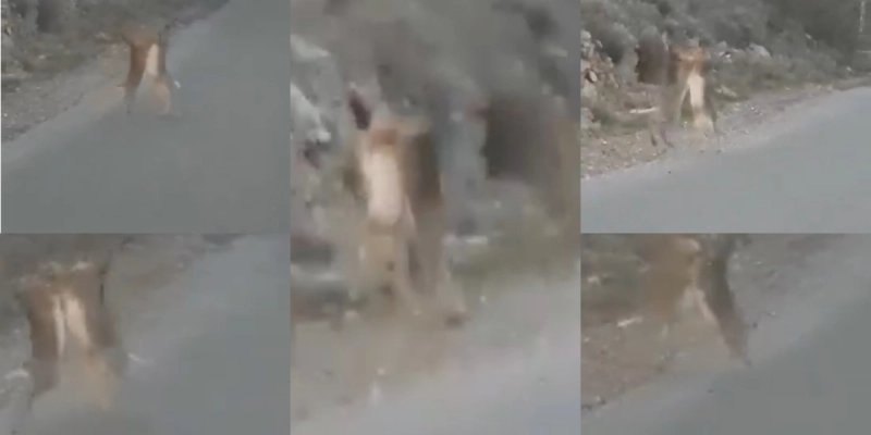 URNEBESNA SNIMKA Ovakav 'fajt' sigurno niste nikad vidjeli