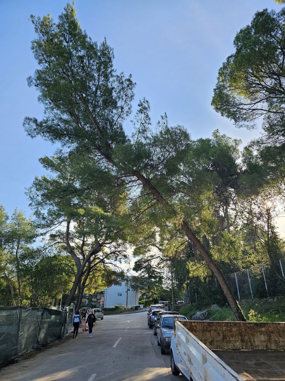 Bor na Marjanu | foto: Joško Jaković