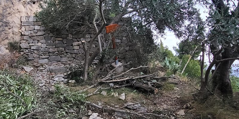 REAGIRALA PARK ŠUMA Čovjek pokupio svoje masline na Marjanu, iza sebe ostavio slomljene grane 