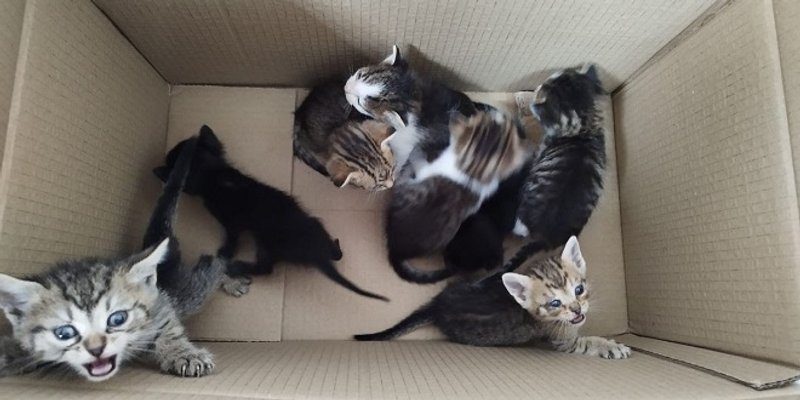 Hvar snosi troškove kastracije i sterilizacije uličnih mačaka i pasa