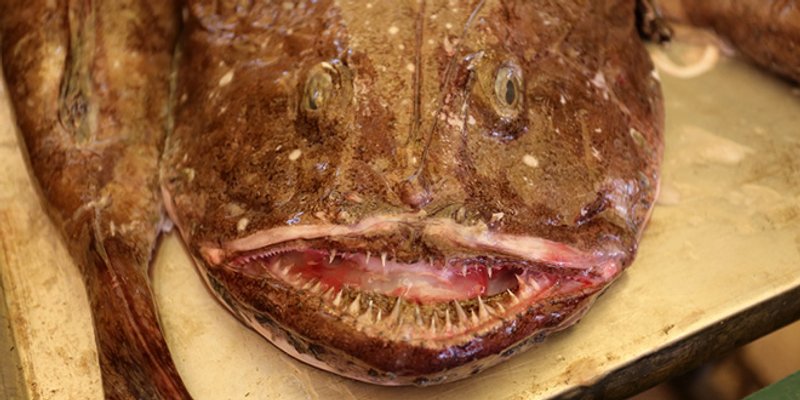 Neće se više prodavati riba na otvorenom dijelu splitske Peškarije?