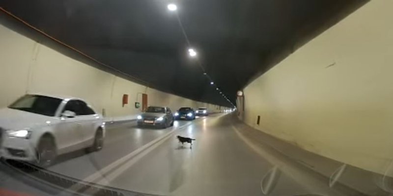 VIDEO Psić usred Marjanskog tunela