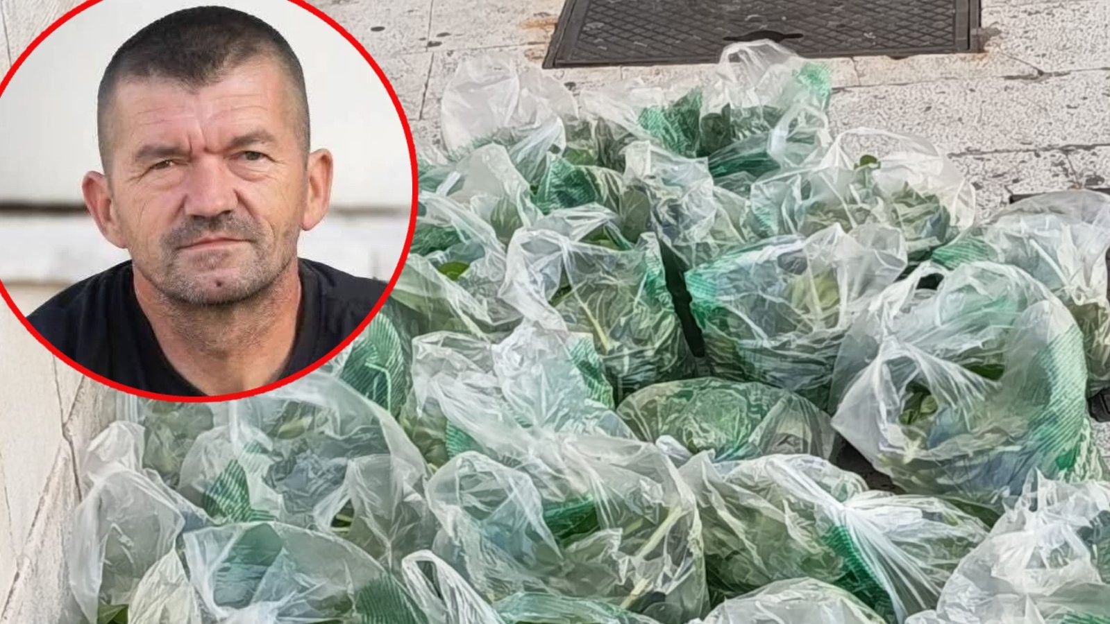 Zdravko iz Muća ponovno oduševio Splićane: Na Peškariji besplatno dijelio domaću blitvu