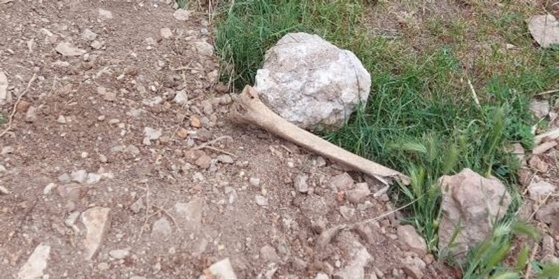 JEZIVO Šibenikom razasute ljudske kosti