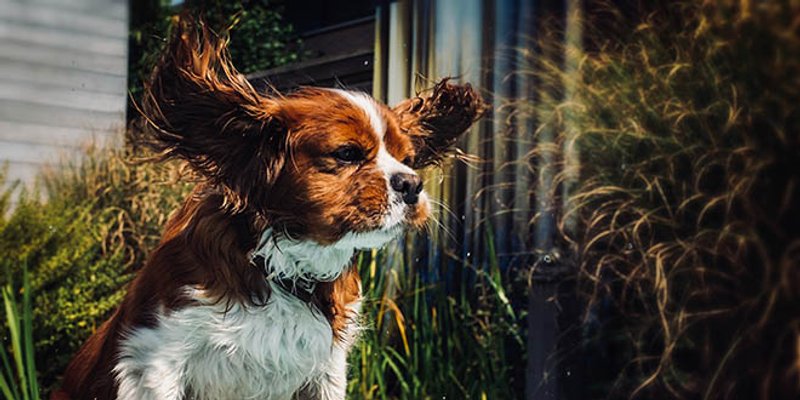 NAJBOLJI PSI ZA STAN: Ne linjaju se, ne laju, a obožavaju spavanje