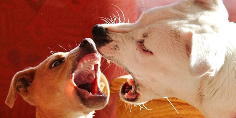 Psi na Pazdigradu ubili i pojeli mačku: 'Teroriziraju nas mjesecima'