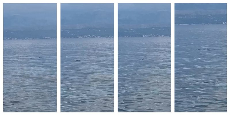 VIDEO Što to pliva pred Sutivanom na Braču?