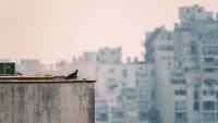 Dim iz BiH guši Dalmaciju: Dubrovnik ponovno pod udarom, evo kakvo je stanje u Splitu