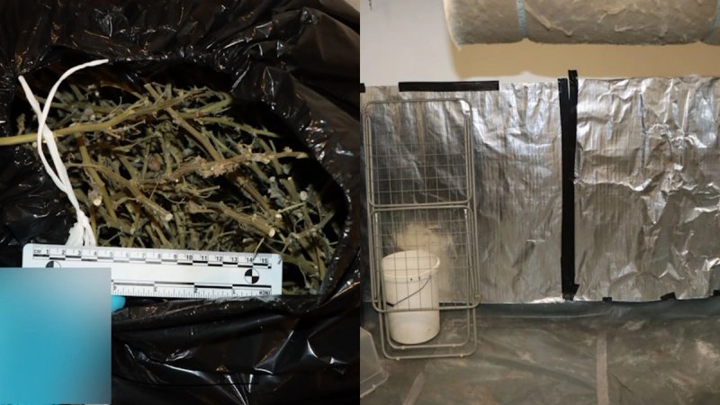 Pronađeno više od dva kilograma suhog lišća i grana marihuane