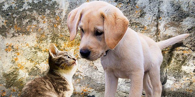 Prva pravila EU-a za zaštitu mačaka i pasa od zlostavljanja