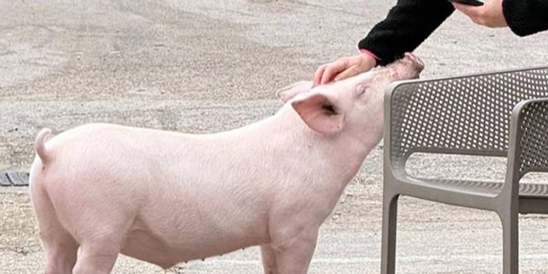 Cijela Makarska tražila prasca: Gucci je pronađen i na sigurnom