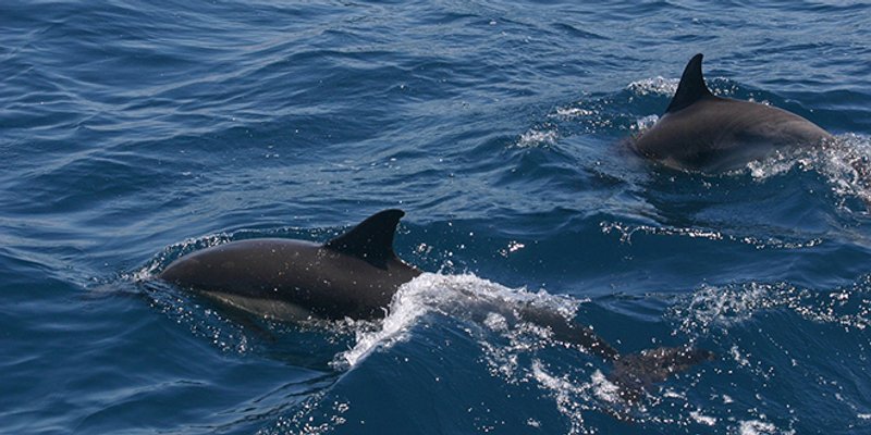 The Guardian: Rusija poslala trenirane dupine u vojnu bazu u Crnom moru