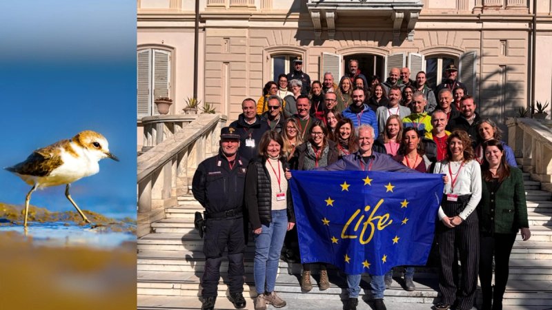 LIFE ALEXANDRO Započeo projekt očuvanja morskog kulika