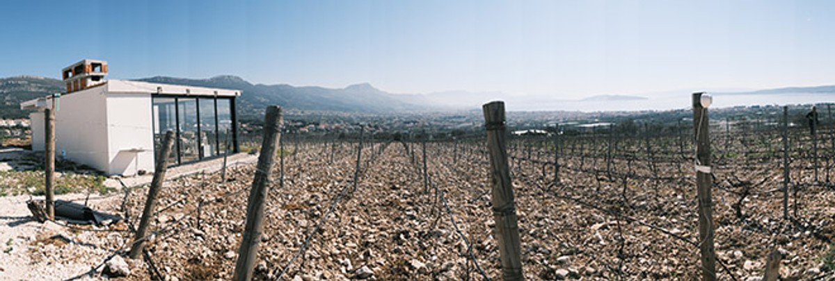 DOMOVINA CRLJENKA Ivica Kovačević: Kastel Sikuli je zaista poseban jer ga proizvodimo metodom koju koristi malo koja vinarija u Hrvatskoj