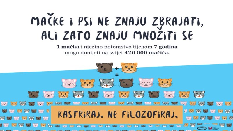 PRIJATELJI ŽIVOTINJA: Kastracija spašava ulične mačke od patnje i prerane smrti!