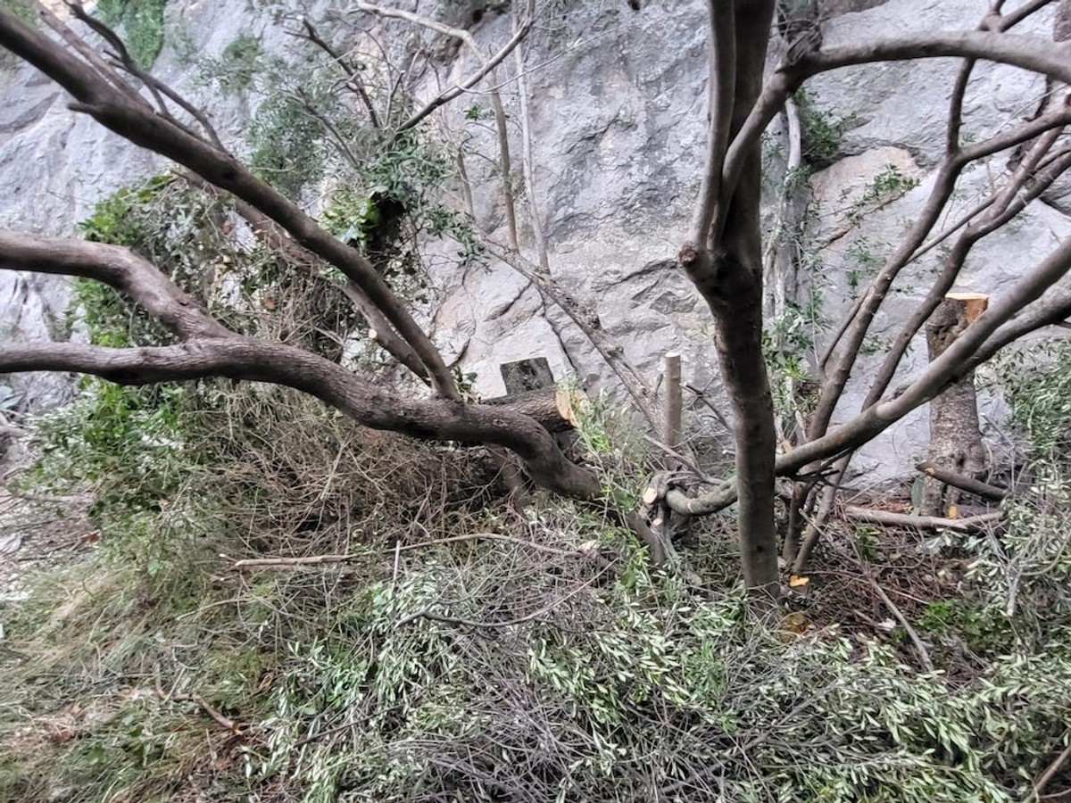 REAGIRALA PARK ŠUMA Čovjek pokupio svoje masline na Marjanu, iza sebe ostavio slomljene grane 