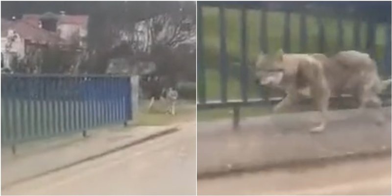 VIDEO Vuk u šetnji kod Otoka Sinjskog