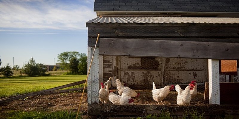 Ministarstvo poljoprivrede: Ptičja gripa u Hrvatskoj pod kontrolom