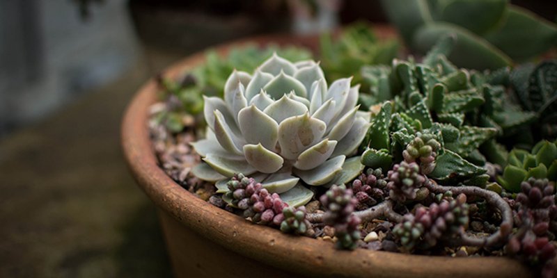 Udruga Feniks treba 503 sukulenta, evo kako im možete pomoći