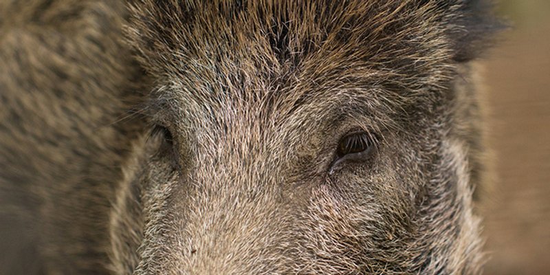 VIDEO Divlje svinje lagano šetaju zaobilaznicom