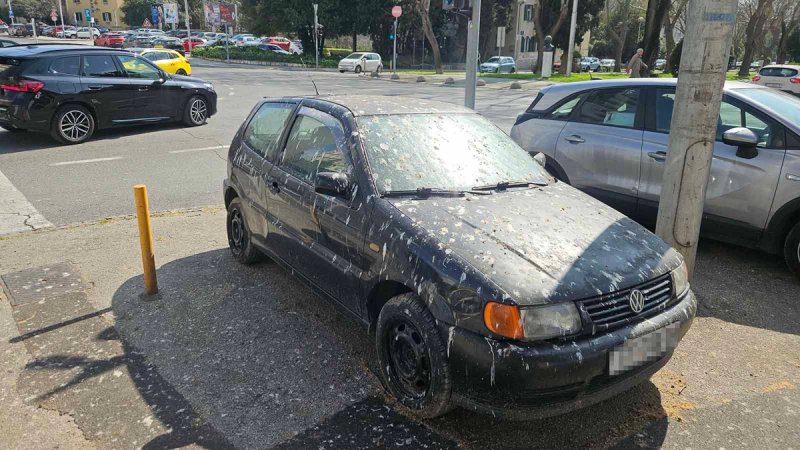 FOTO-UBOD Što je on skrivio pticama?