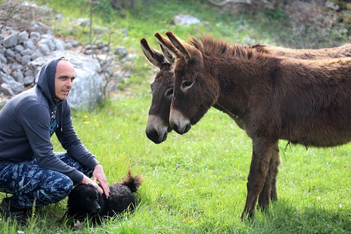 VIDEO 'MAGAREĆA POSLA U PRIBUDAMA' Netko ujutro drmne rakije, a netko dec magarećeg mlijeka 