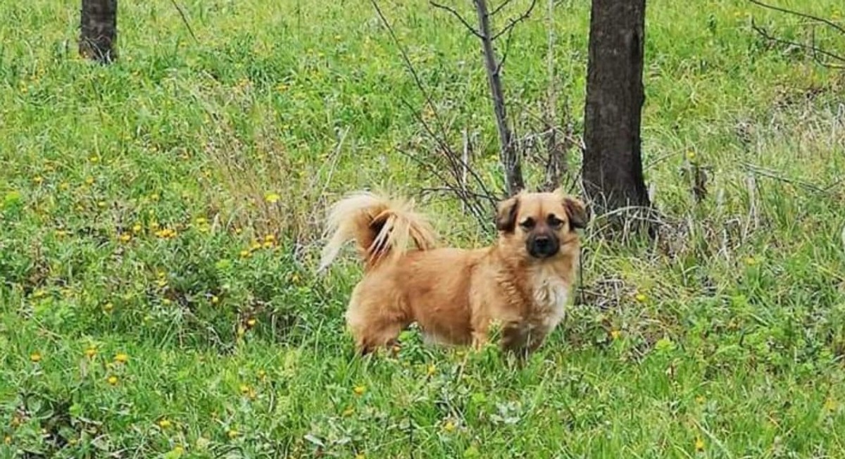 POMOZITE! Nestao je Medo, vlasnici nude bogatu nagradu