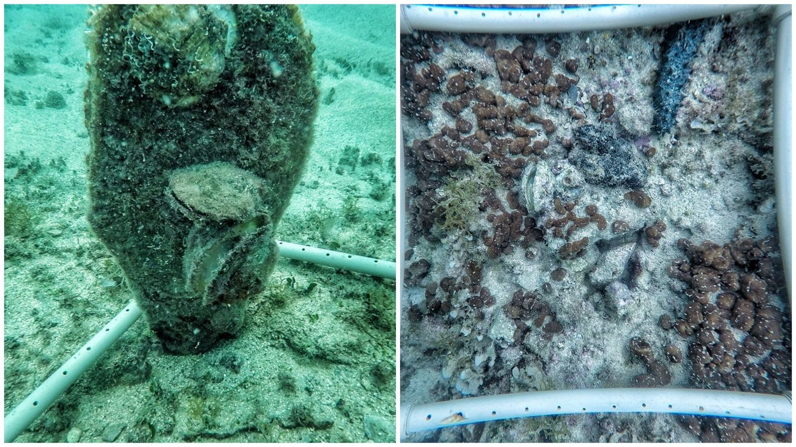 Institut za oceanografiju i ribarstvo traži kamenice i treba vašu pomoć!