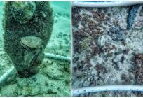 Institut za oceanografiju i ribarstvo traži kamenice i treba vašu pomoć!