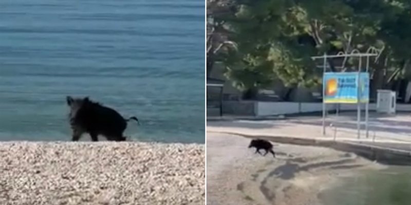 VIDEO Vepar doplivao do Baške Vode