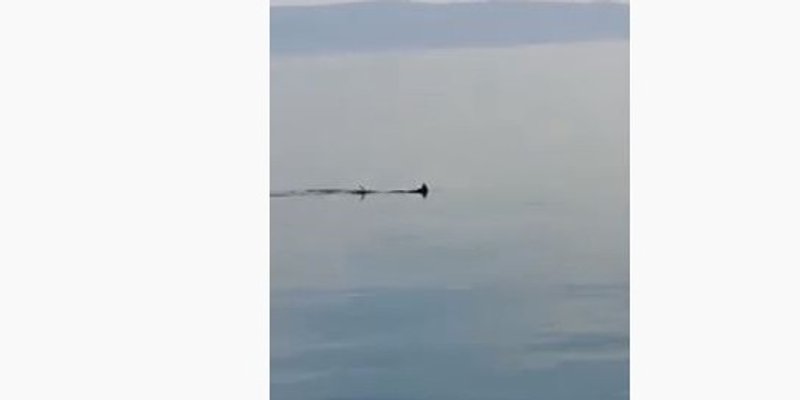 VIDEO Morski psi kraj Čiova