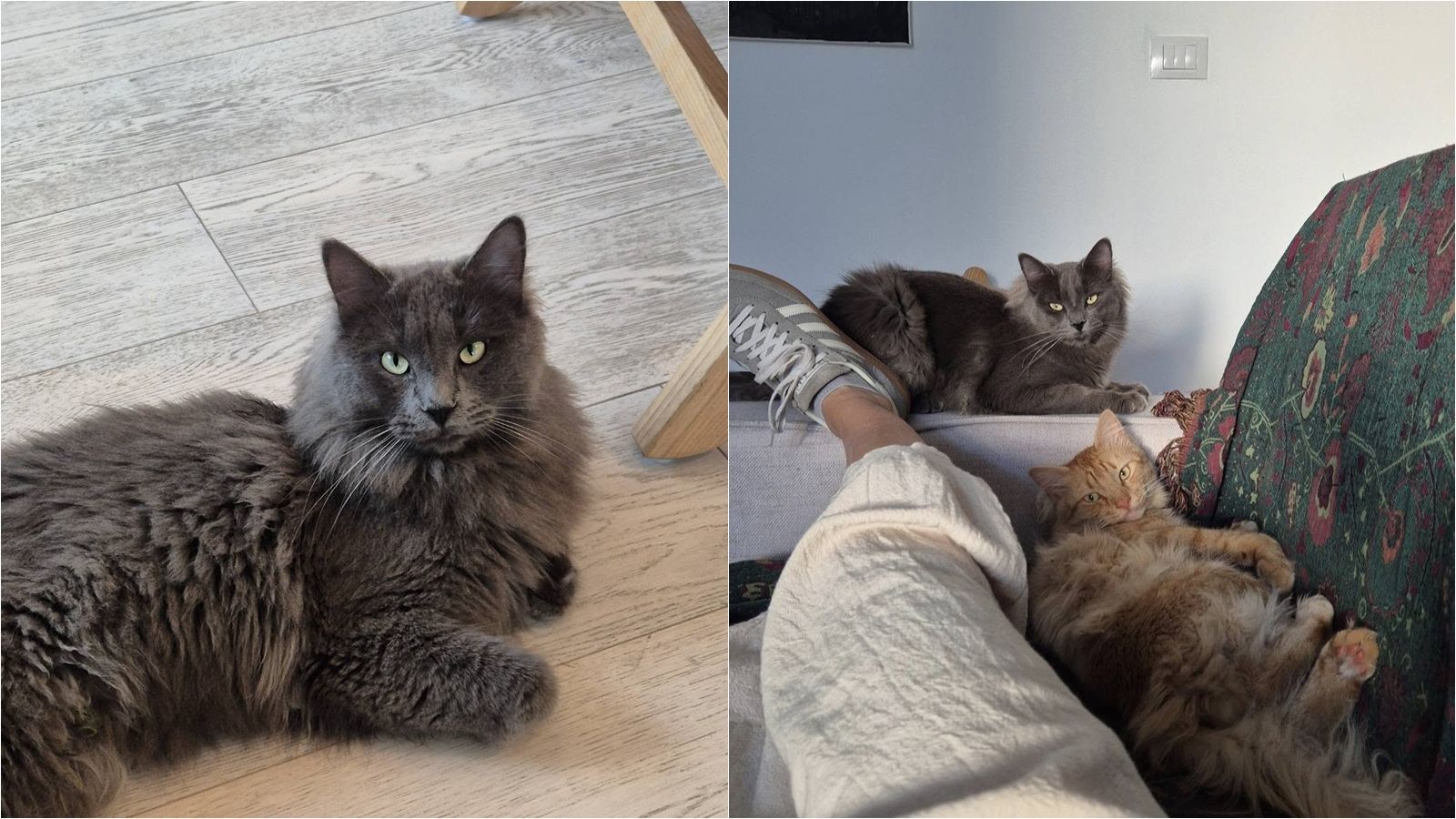 JESTE LI GA VIDJELI? Sivi mačak nestao na Mejama