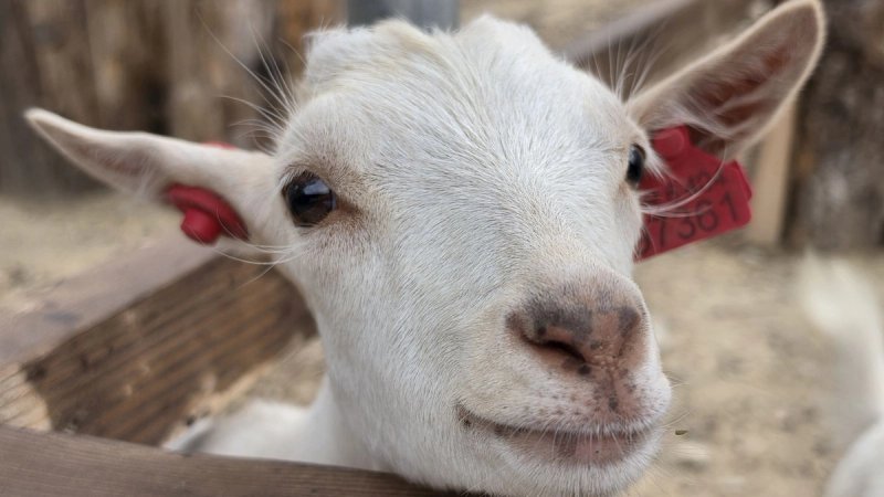 FOTO/VIDEO Zoološki vrt Split slavi 100 godina: Najavljena obnova i novi sadržaji za posjetitelje