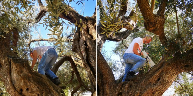 STARA KAŠTELANSKA STABLA Utvrđeno u kakvom su stanju maslina u Štafiliću i hrast dub u Gomilici