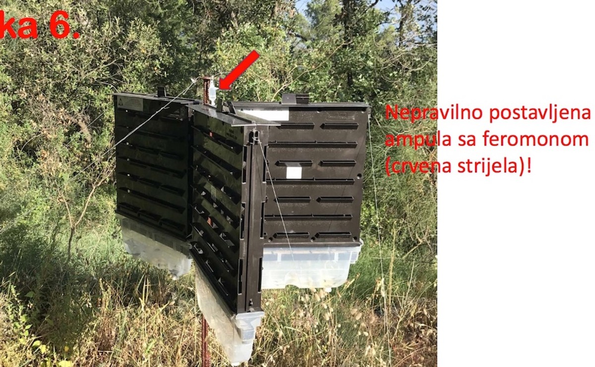 DR. SMODLAKA: Na Marjanu se nije ništa promijenilo samo se sada zatiranje zdravih borova odvija na puno podmukliji način