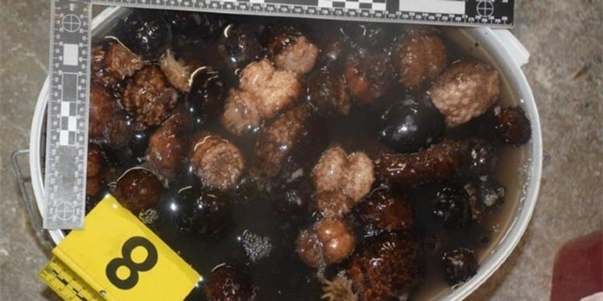 OPASAN KRIVOLOV Morski krastavci su neophodni za očuvanje Jadranskog mora