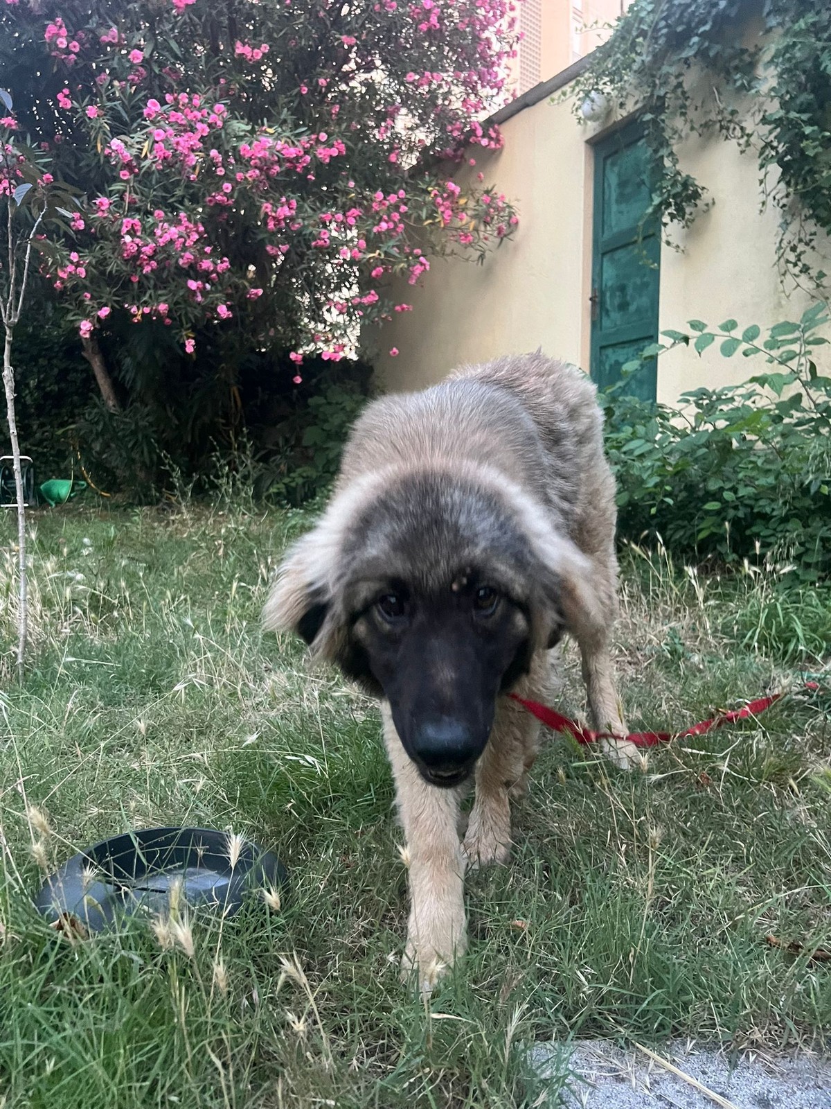 NAPUŠTENI UZ CESTU Dva mlada psa spašena u posljednji trenutak, sada hitno traže dom