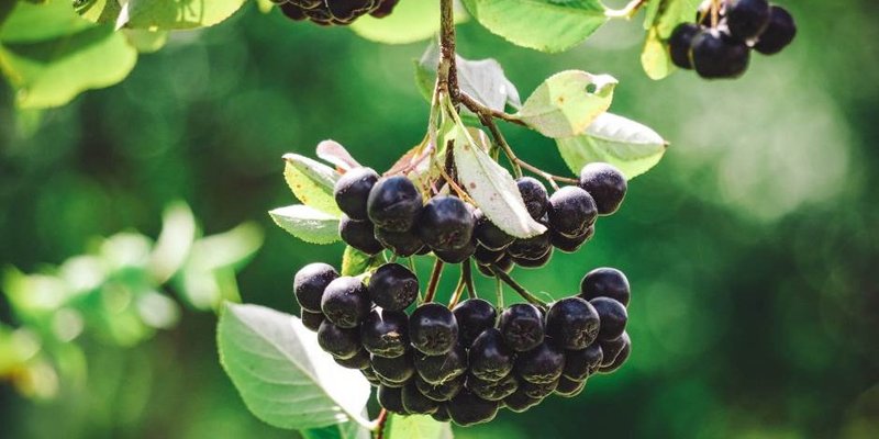 ARONIJA Najzdravija biljka na svijetu; Donosimo recept za domaći sok koji u dućanu stoji 100 kuna