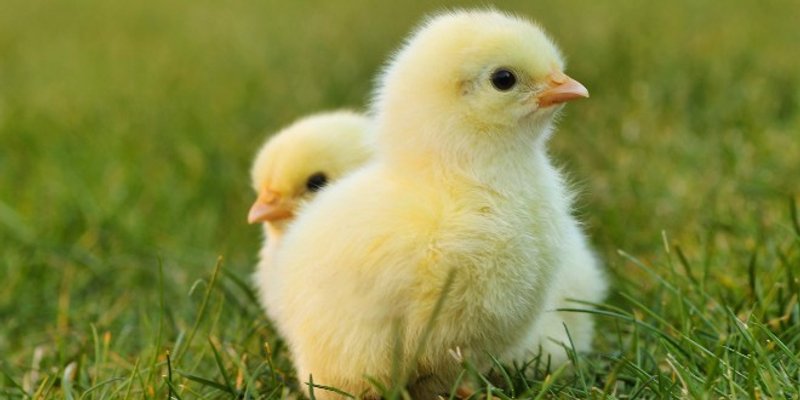 OPASNI TOKSIN Povlači se hrana za tov pilića