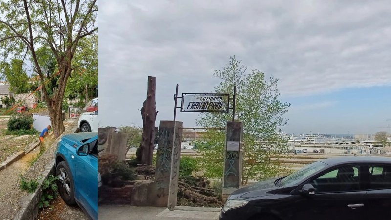 Dobili smo nalaz gradske tvrtke: Što su pokazali pregledi stabala u Bregovitoj prije sječe