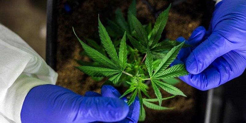 SUSJEDI LEGALIZIRAJU Šest biljki po kućanstvu