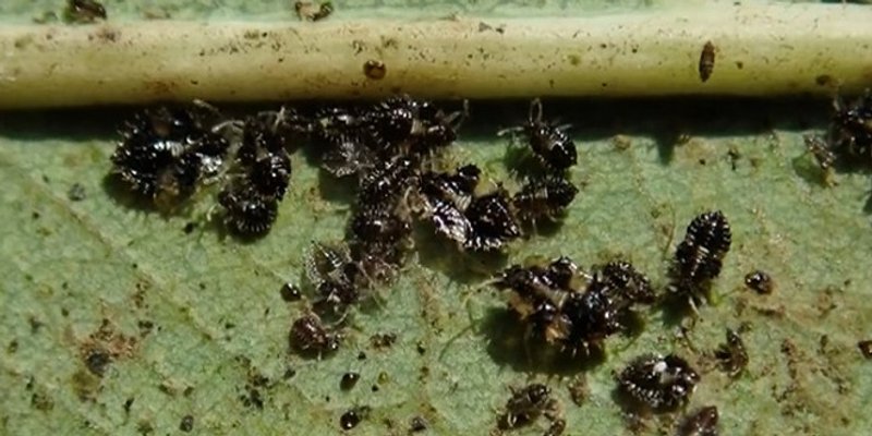 Pošast stjenica došla i u Hrvatsku