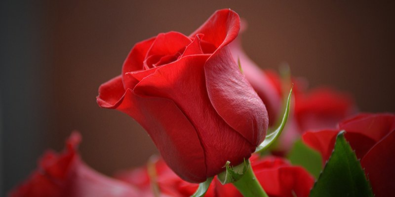 COCCOLO ZA ZALJUBLJENE Trogirski restoran na Valentinovo daruje ružu i vino!