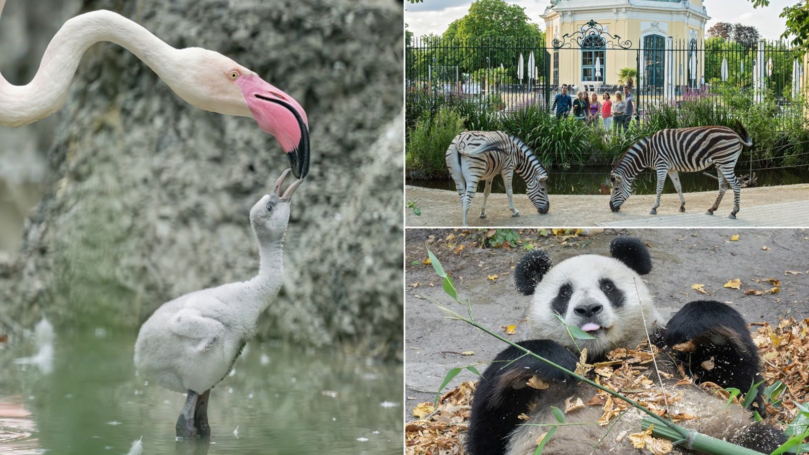  Bečki zoološki vrt Schönbrunn prelazi na daljinsko grijanje