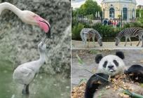 Bečki zoološki vrt Schönbrunn prelazi na daljinsko grijanje