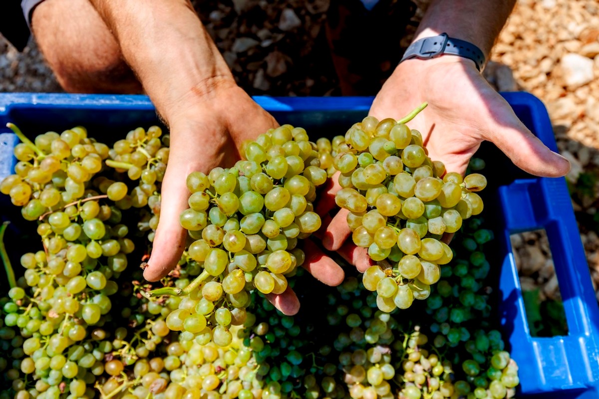 FOTO Vinarija Markus odradila je prvu berbu na Šolti: Kadrovi su impresivni