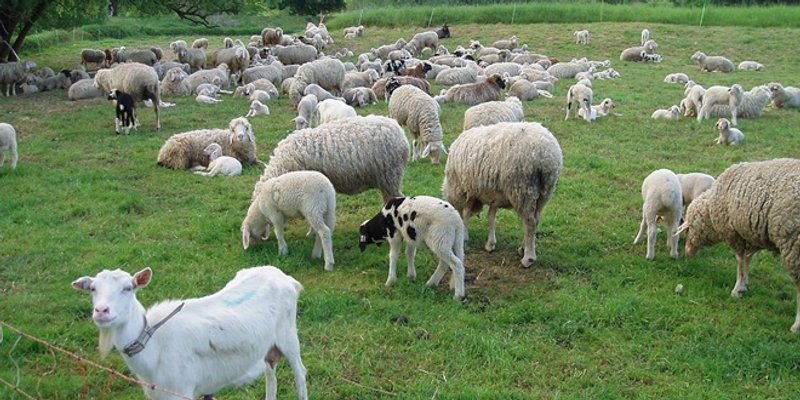 Ukradeno više domaćih životinja, policija istražuje slučaj