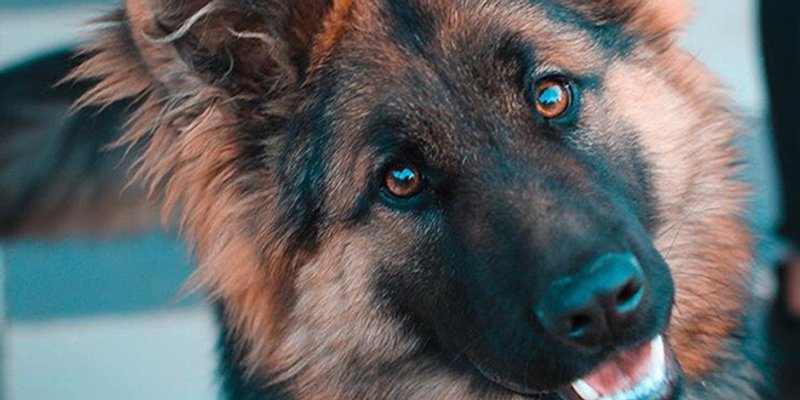 Deset pasmina koje svoj dom čuvaju bolje od alarma